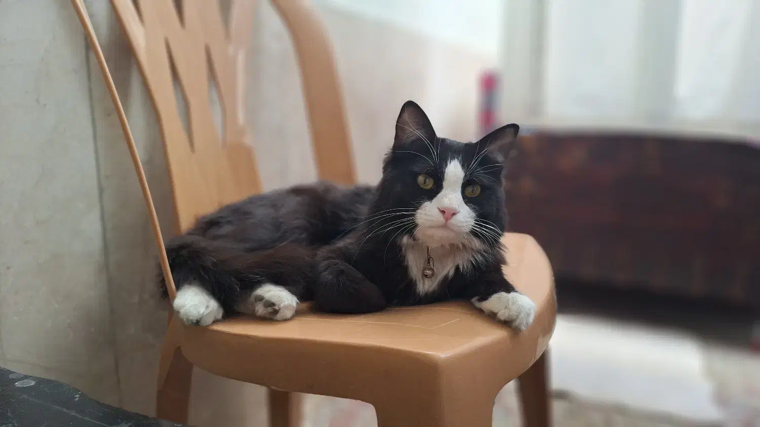 گمشده|گربه|سبزوار, قصبه غربی|دیوار