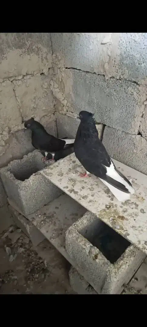 اشعل سیاه دم سفید درشادگان|پرنده|شادگان, |دیوار