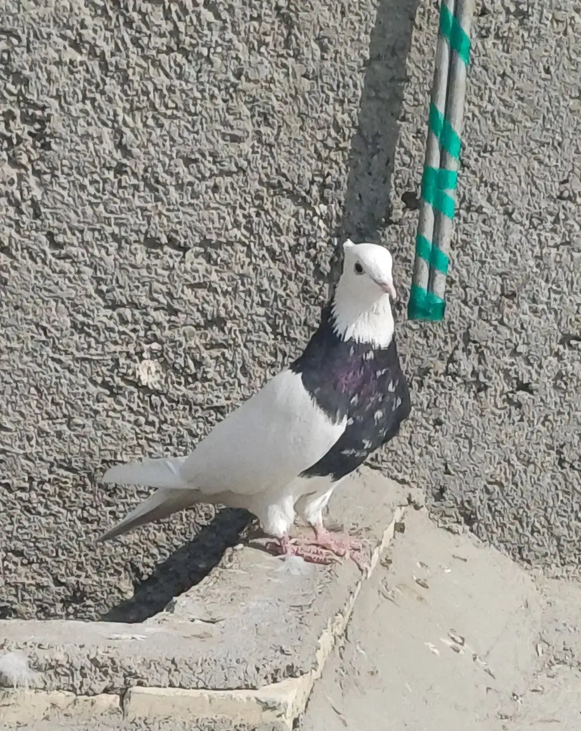 طوقی زرین سیاه نر|پرنده|باوی, |دیوار