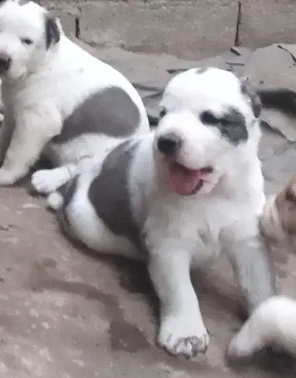 آلابای بااصالت نگهبان.. گله ای و..فی فقط سه|سگ|مشهد, ترمینال|دیوار