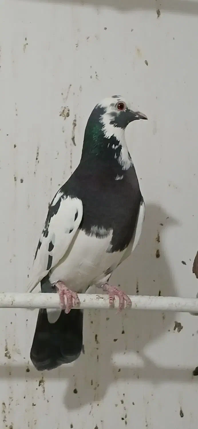 کبوتر|پرنده|اردبیل, |دیوار