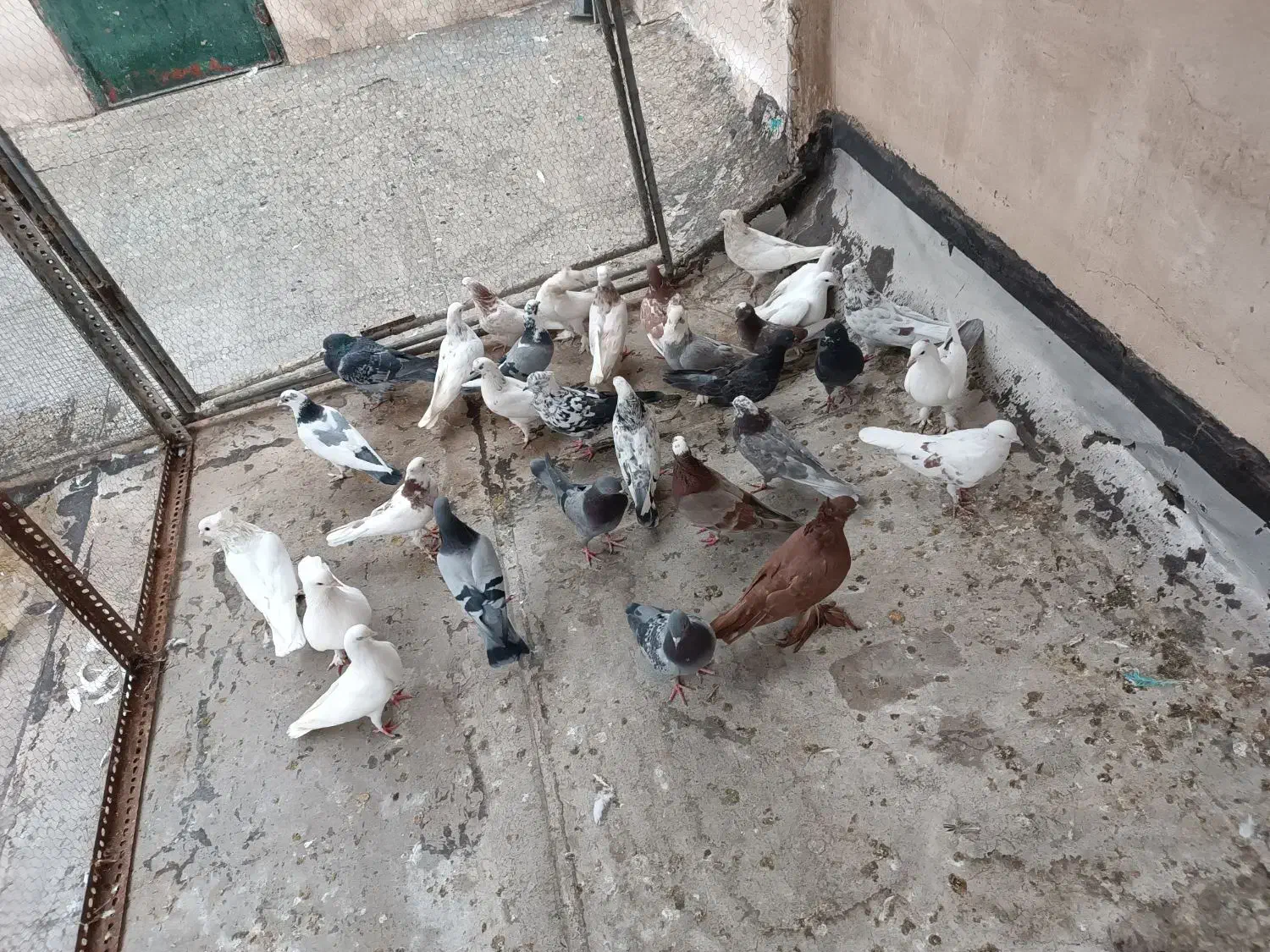 کفتر گرفتنی|پرنده|قم, دروازه ری|دیوار