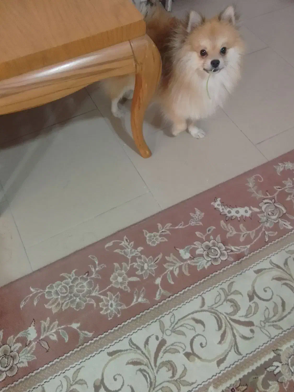 سگ پامرا اصیل|سگ|پردیس, فاز ۳|دیوار