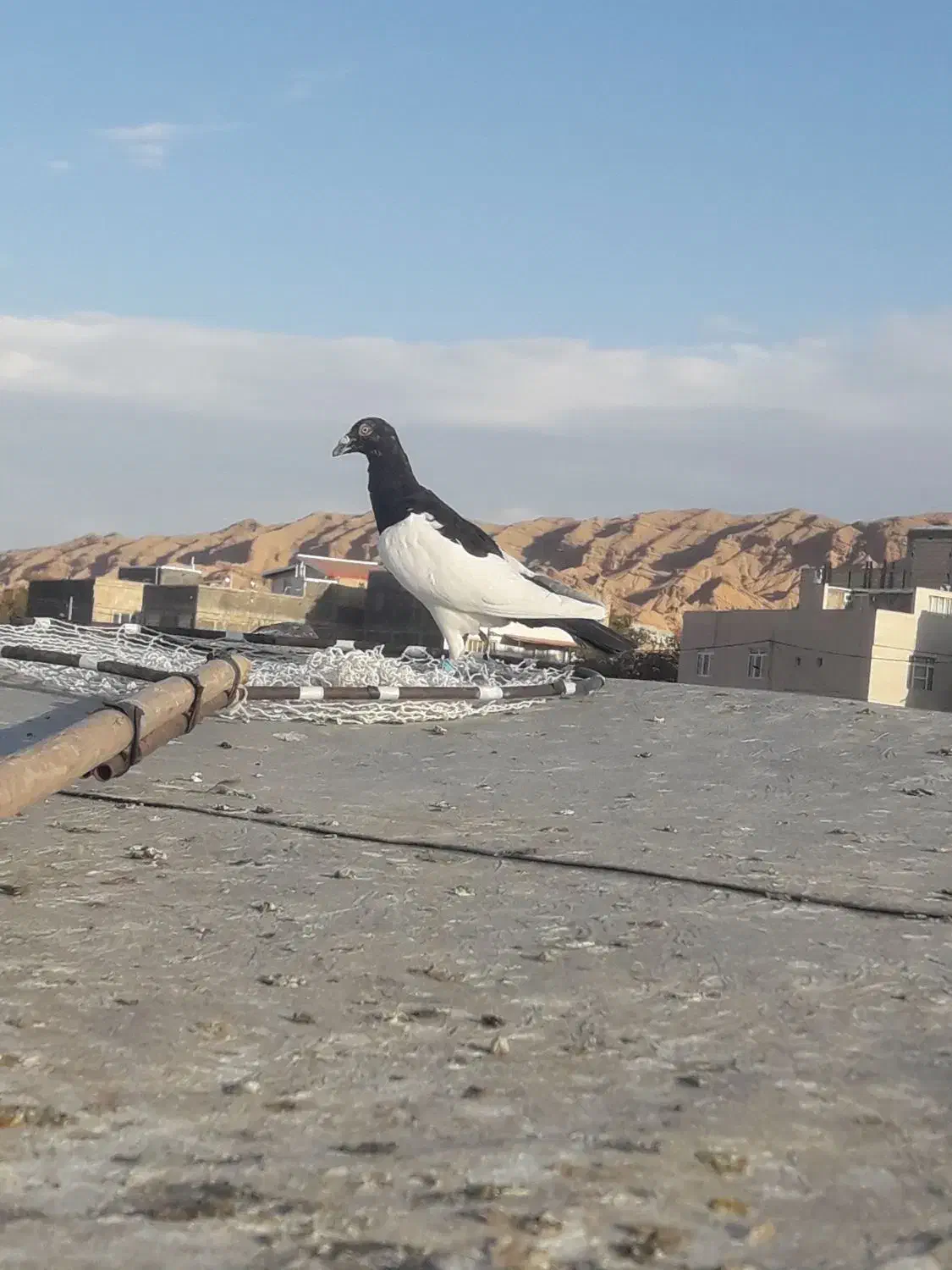 یهودی نروخوشتیپ|پرنده|اسفراین, |دیوار