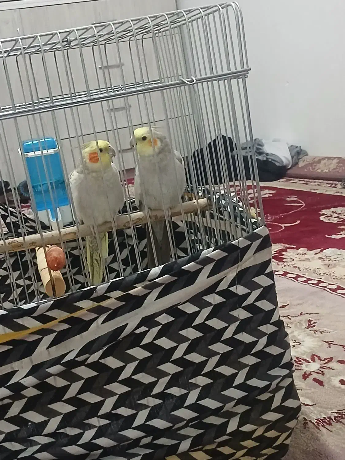 عروس هلندی|پرنده|شهریار, شهرک شاهد|دیوار