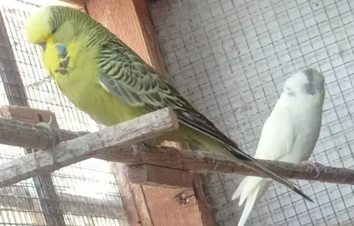 مرغ عشق انگلیسی نر بالغ چابهار|پرنده|چابهار, |دیوار