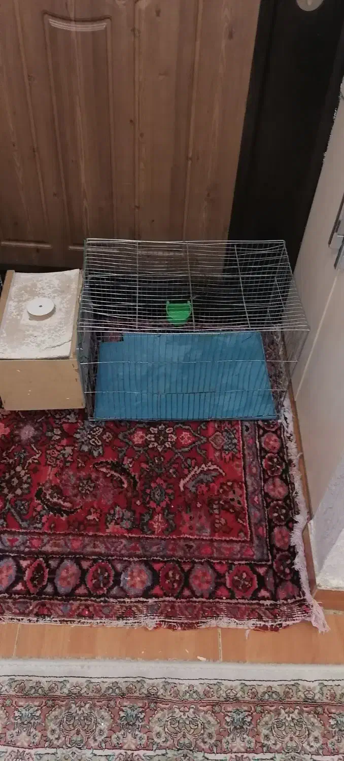 دو عددقفس عروس هلندی مرغ عشق|لوازم جانبی حیوانات|ارومیه, |دیوار