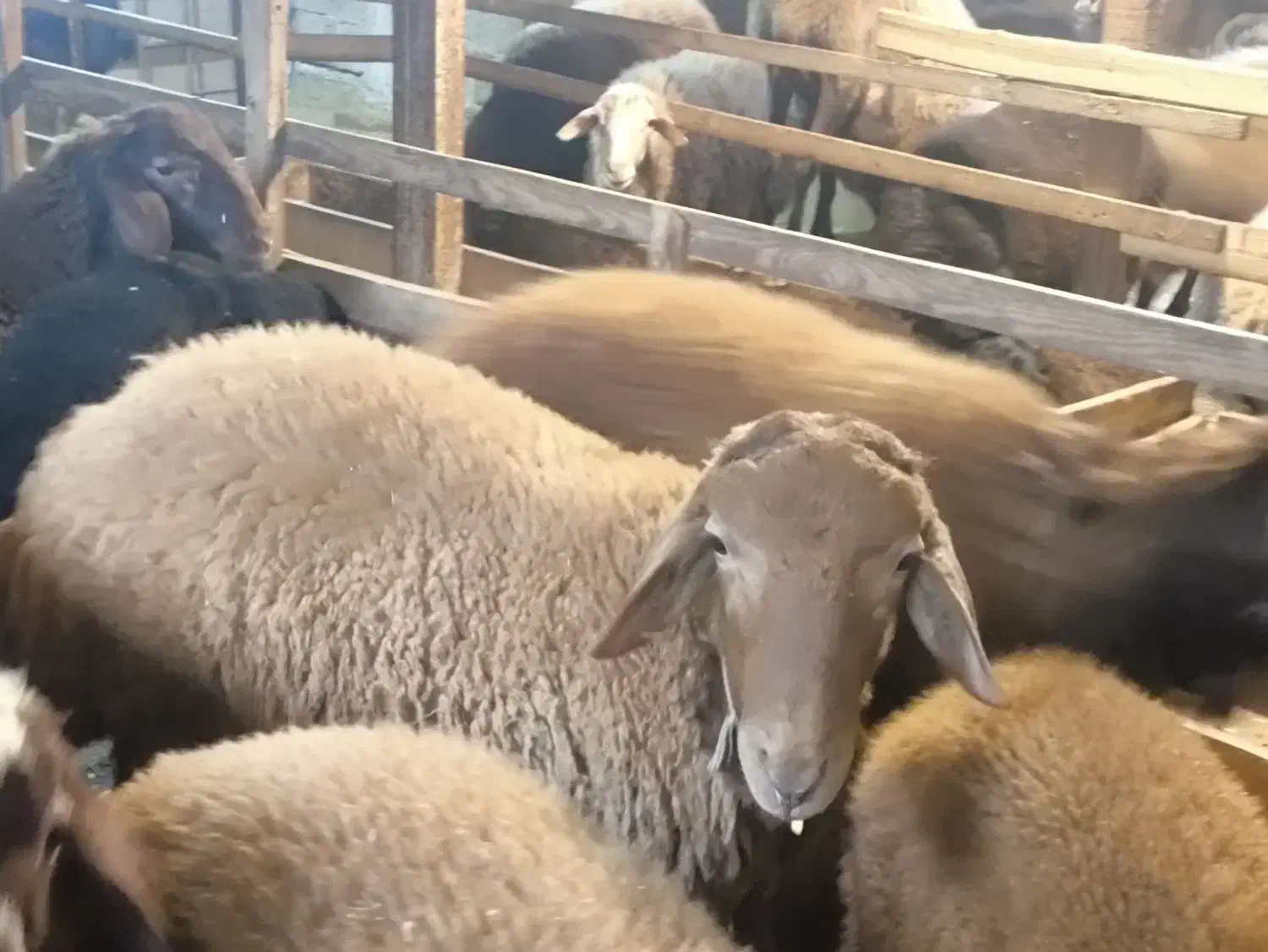 بره قوچ همو(دارای ژن چندقلوزایی صد‌ در صد)|حیوانات مزرعه|رشت, حومه رشت|دیوار