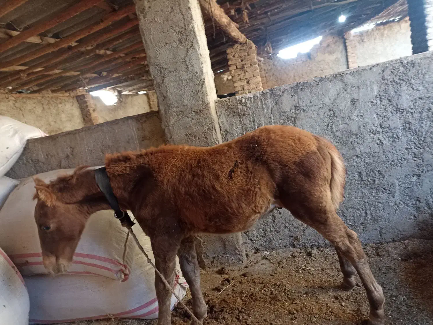 کره اسب نر چهار ماه یورقه|اسب و تجهیزات اسب‌سواری|آزادشهر, |دیوار