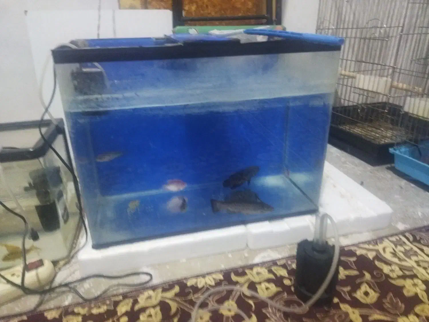 سلام|ماهی|باقرشهر, |دیوار