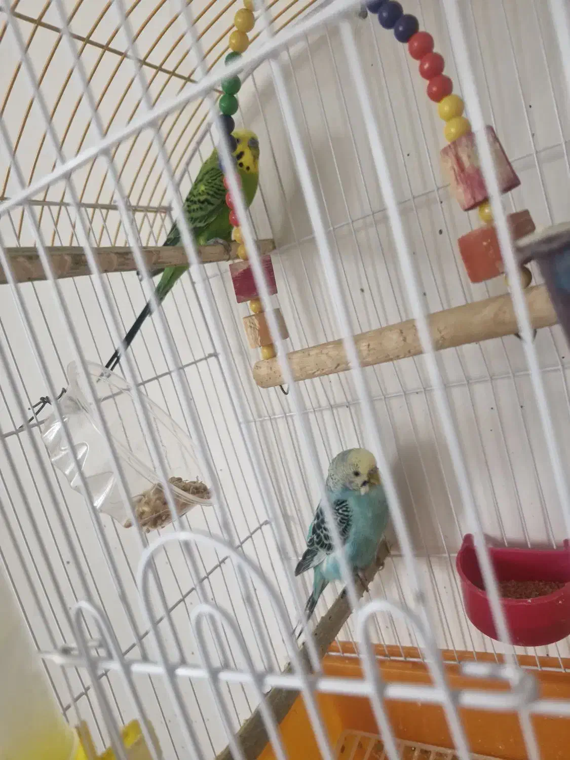 فنچ، مرغ عشق|پرنده|مهر, |دیوار