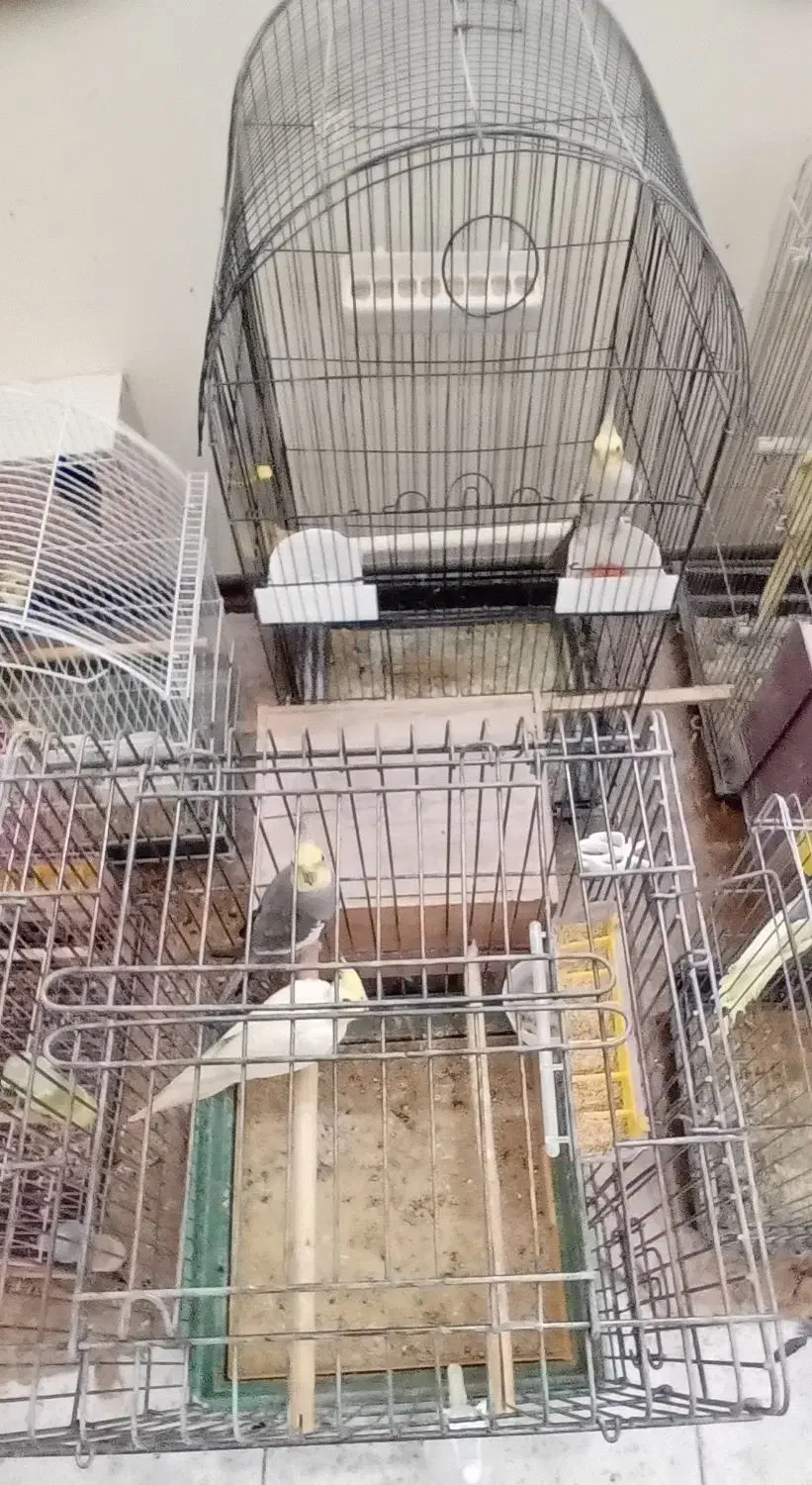 طوطی عروس هلندی|پرنده|آمل, |دیوار