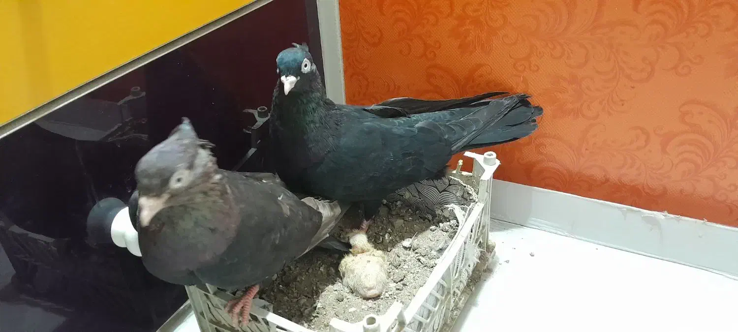 یه جفت نر و ماده ابادانی با جوجه|پرنده|قم, آزادگان|دیوار