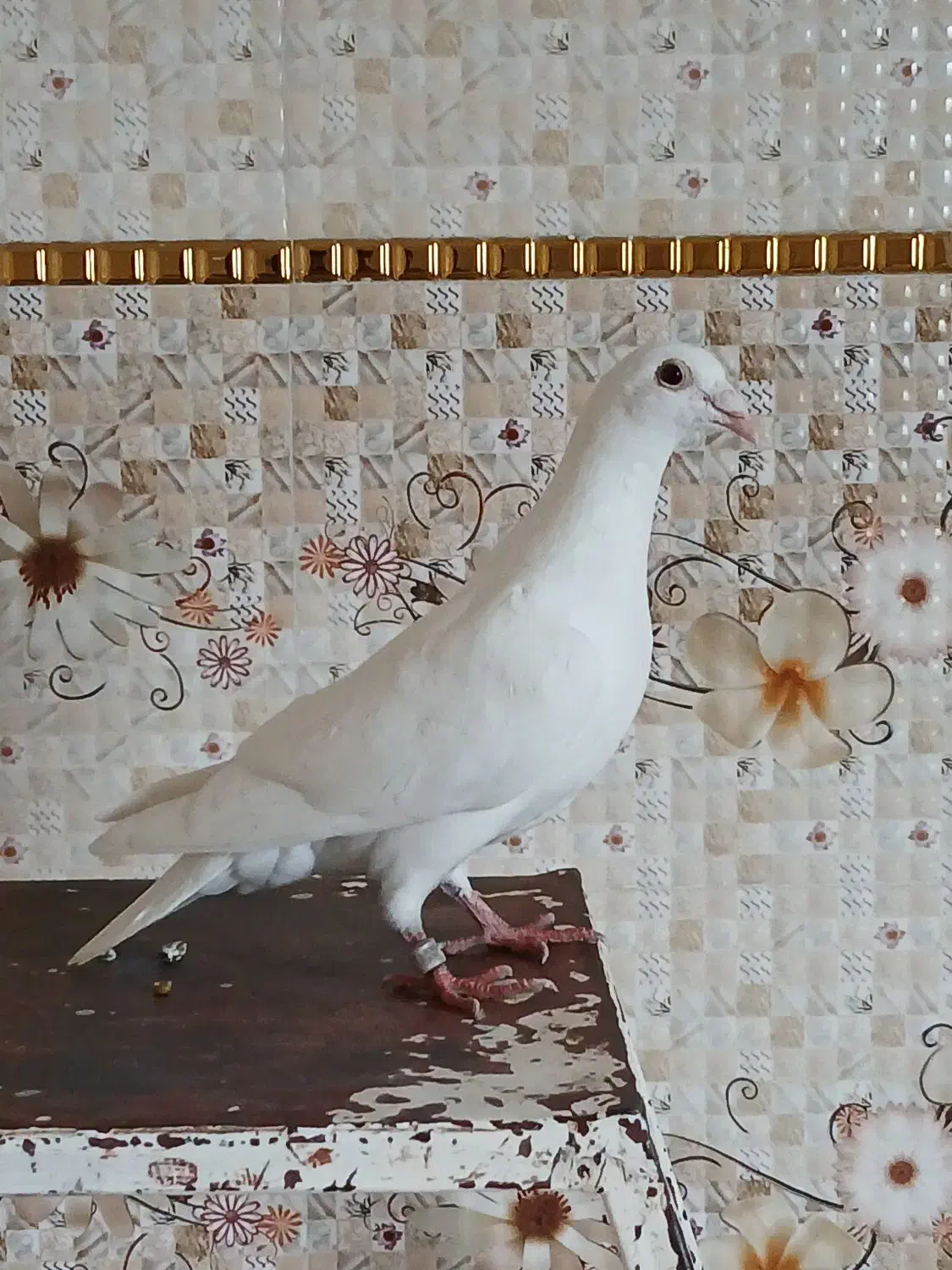 کبوتر مسافتی فروشی|پرنده|کلاله, |دیوار