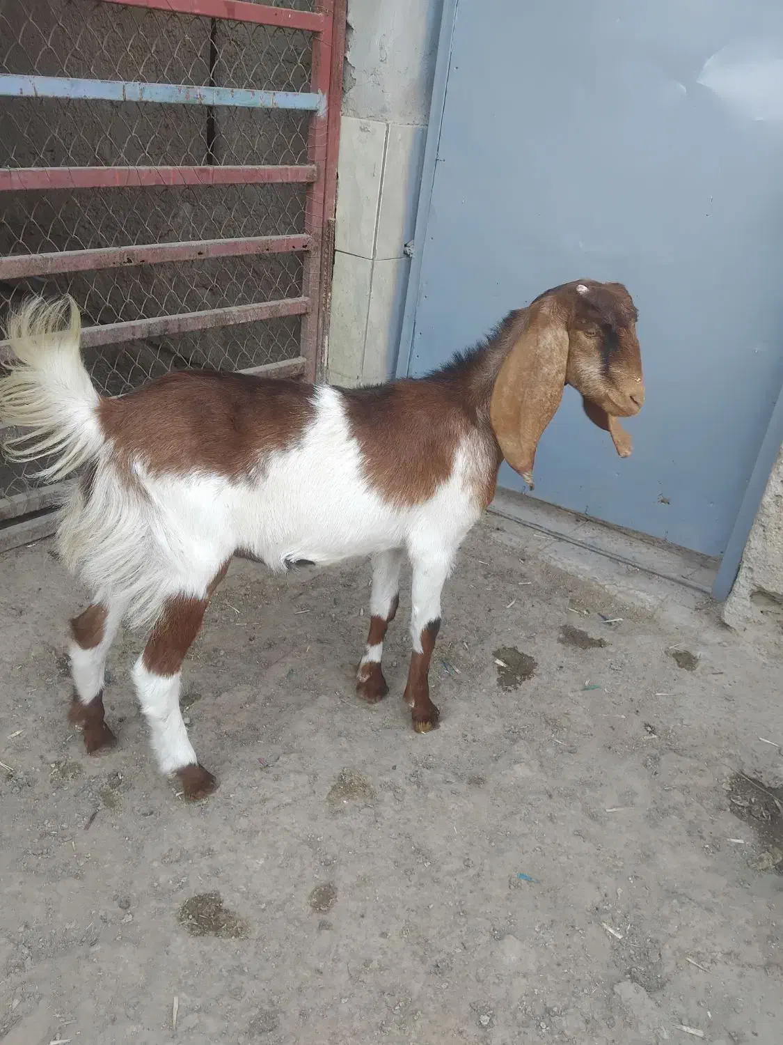 بز نر وماده|حیوانات مزرعه|بندر ماهشهر, |دیوار