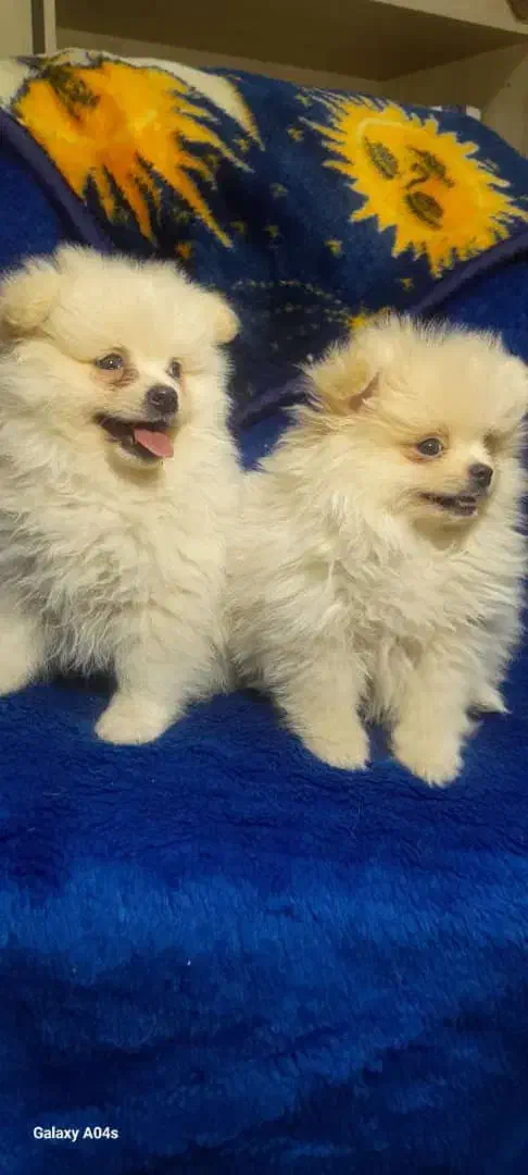 توله پامر با کیفیت|سگ|مشهد, ویلاشهر|دیوار