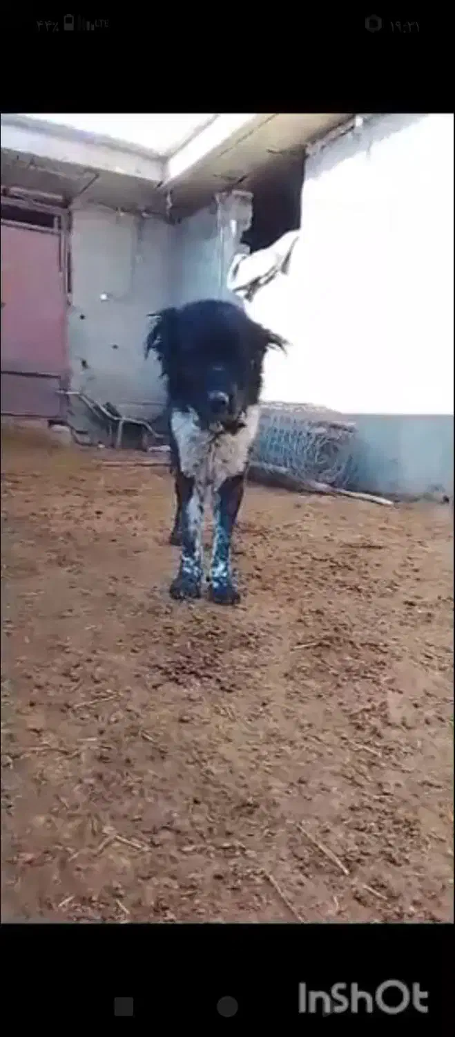 سگ دزدیده شوده|حیوانات|خمینی‌شهر, |دیوار