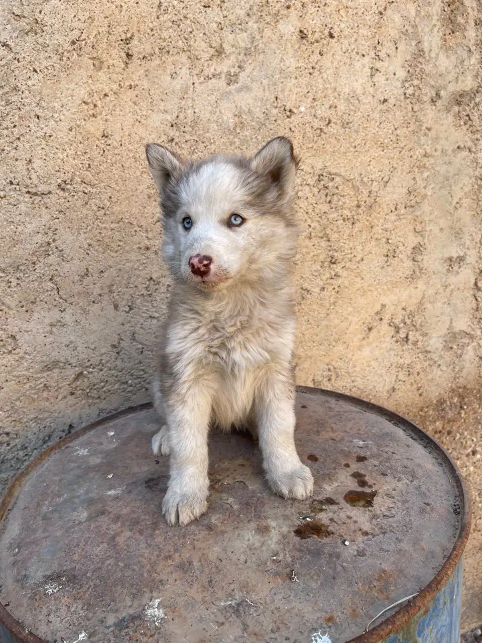 واگذاری هاسکی|سگ|شیراز, شهرک جماران|دیوار