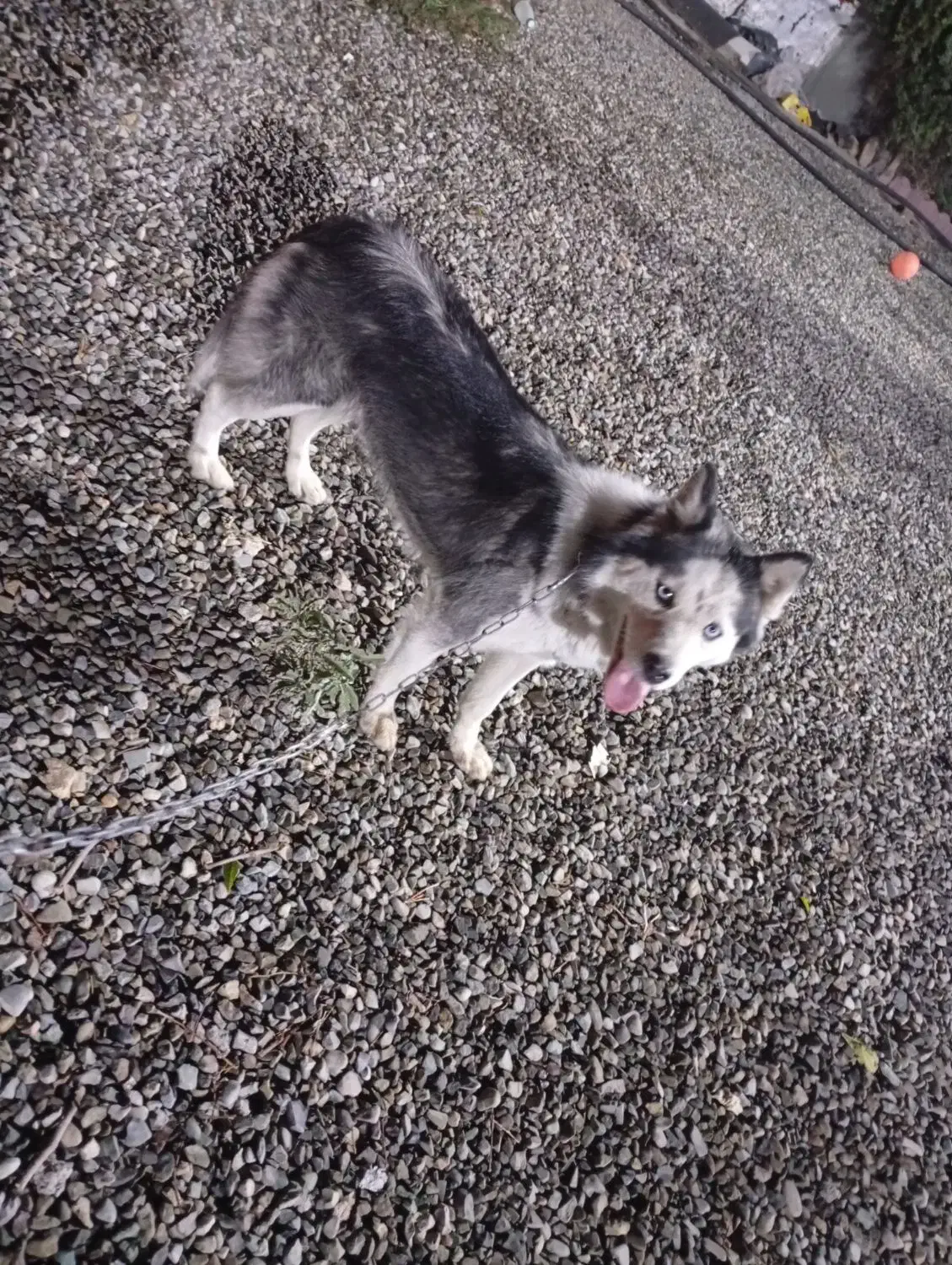 سگ هاسکی نر توله یک ساله معاوضه با گرینچیک|سگ|کهریزک, |دیوار