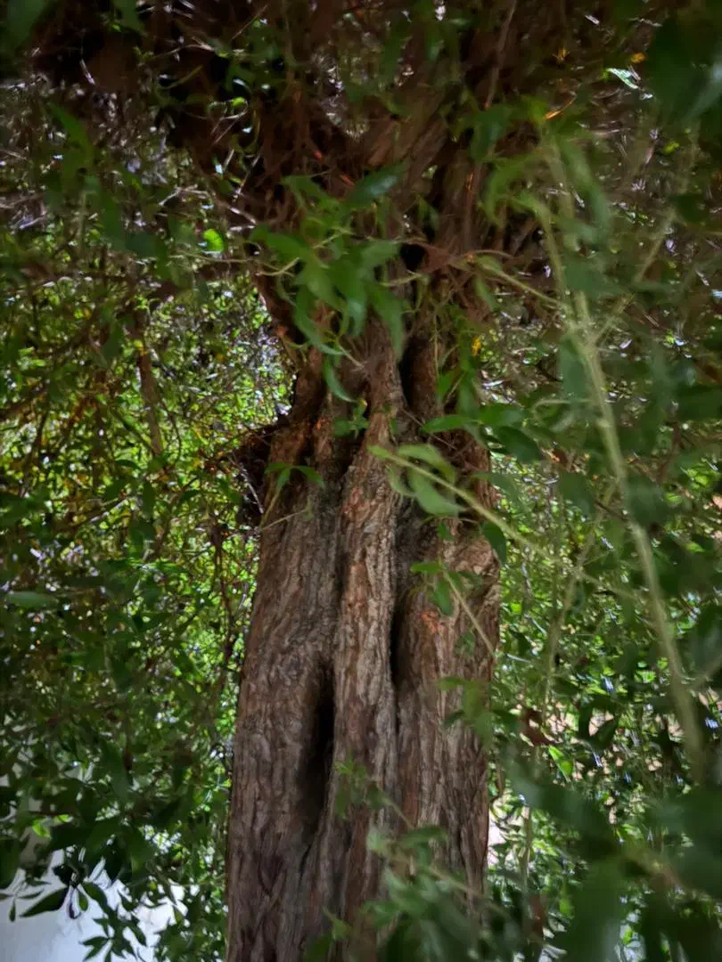 بریدن انواع درختان ایستاده|خدمات باغبانی و درختکاری|بوشهر, |دیوار