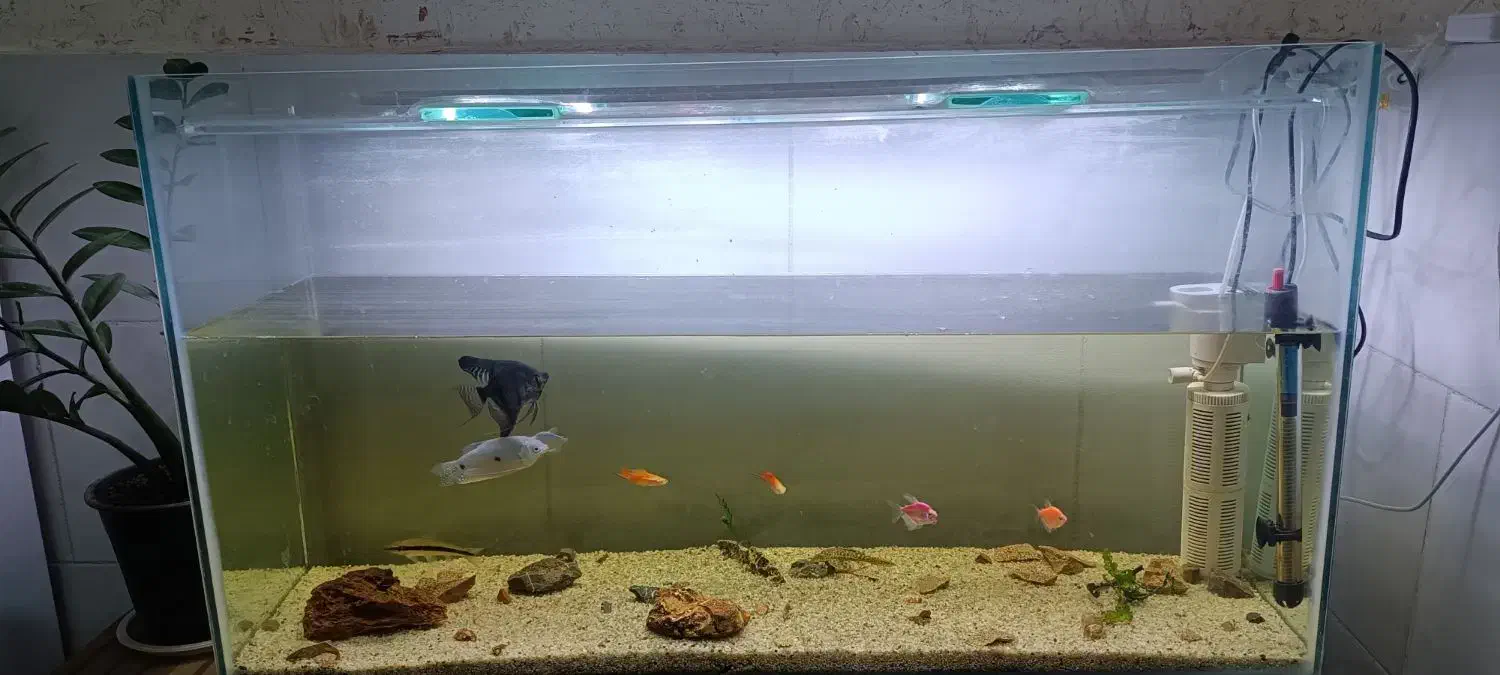 آکواریوم با ماهی|ماهی|بندرعباس, |دیوار