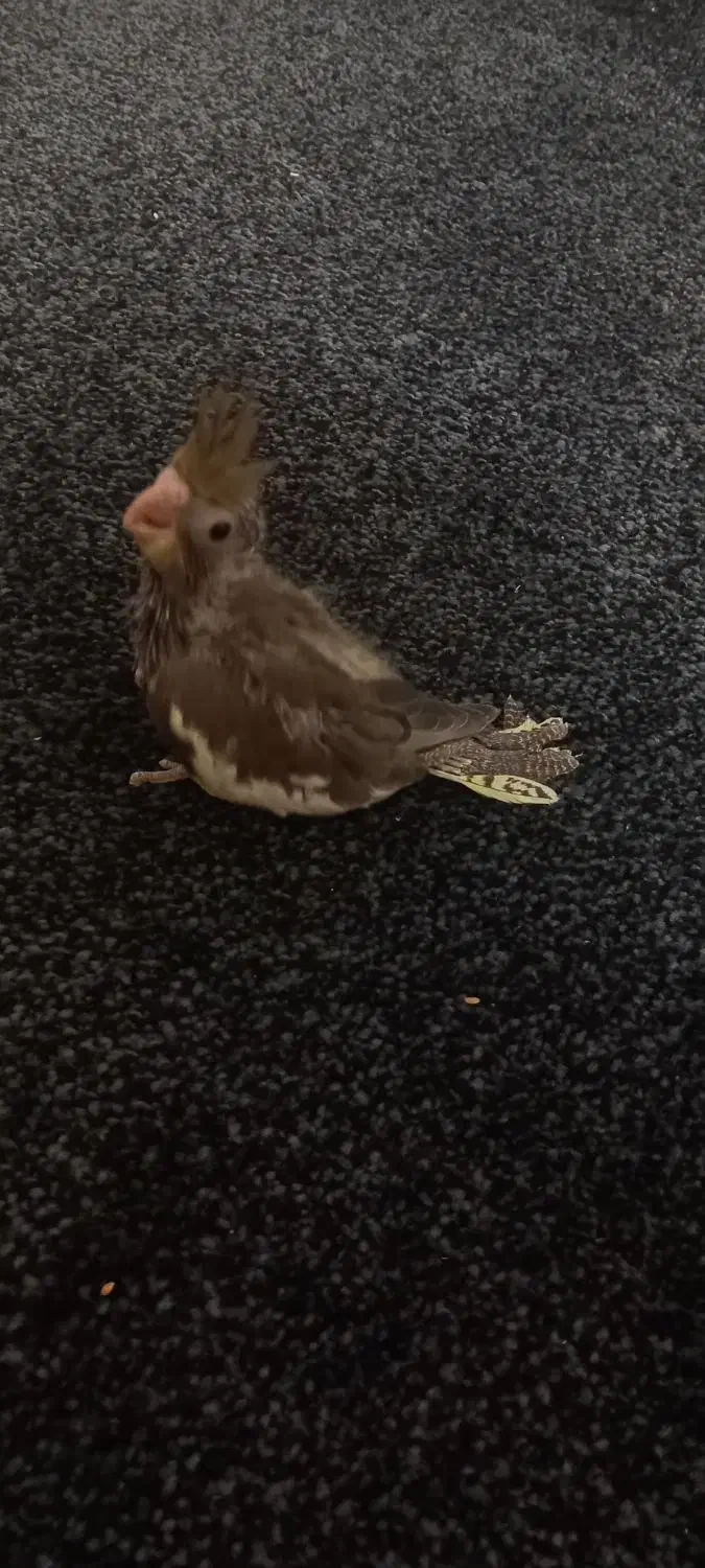 طوطی عروس|پرنده|چمران, |دیوار