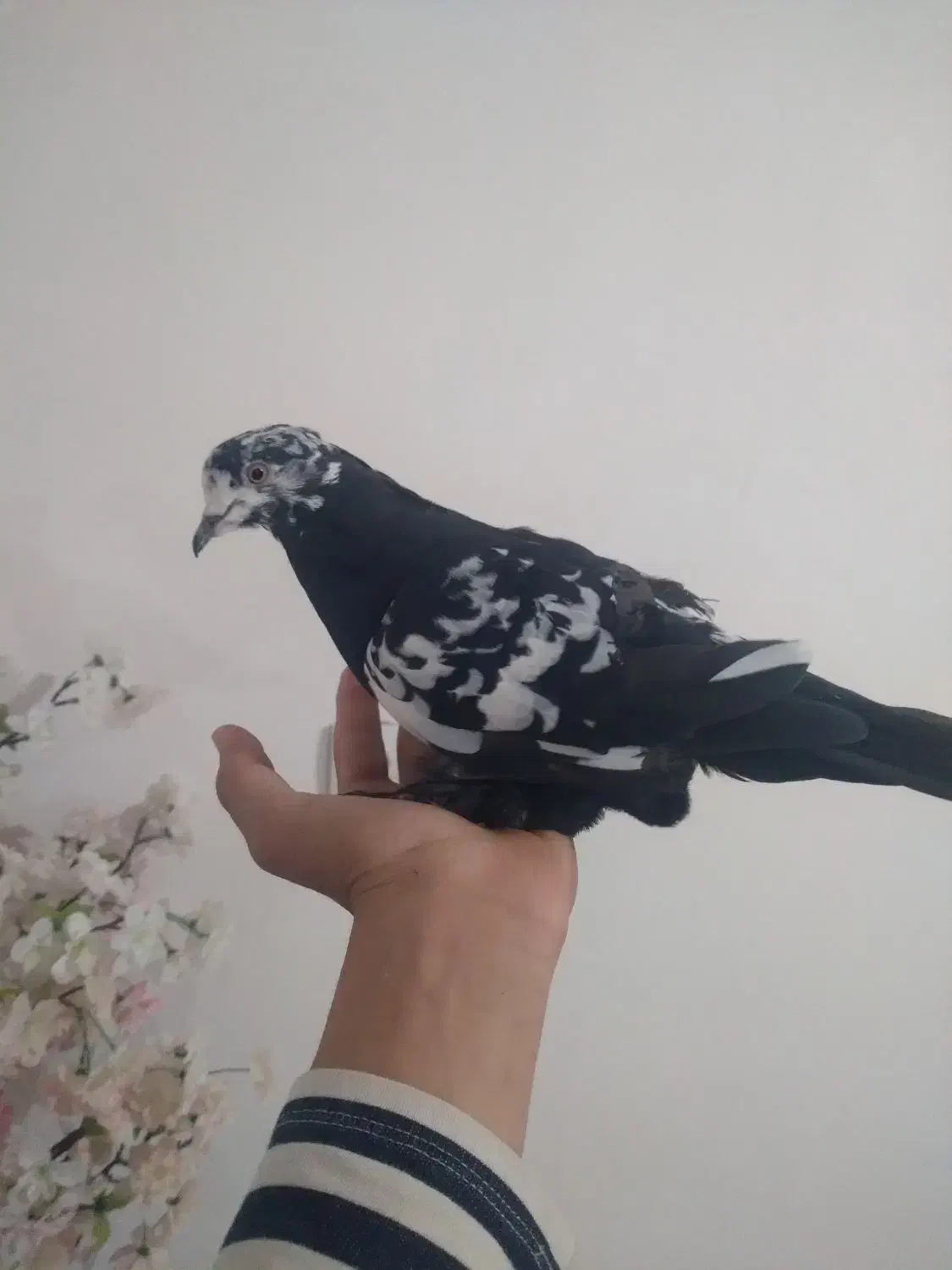 کبوتر قفه|پرنده|اهر, |دیوار