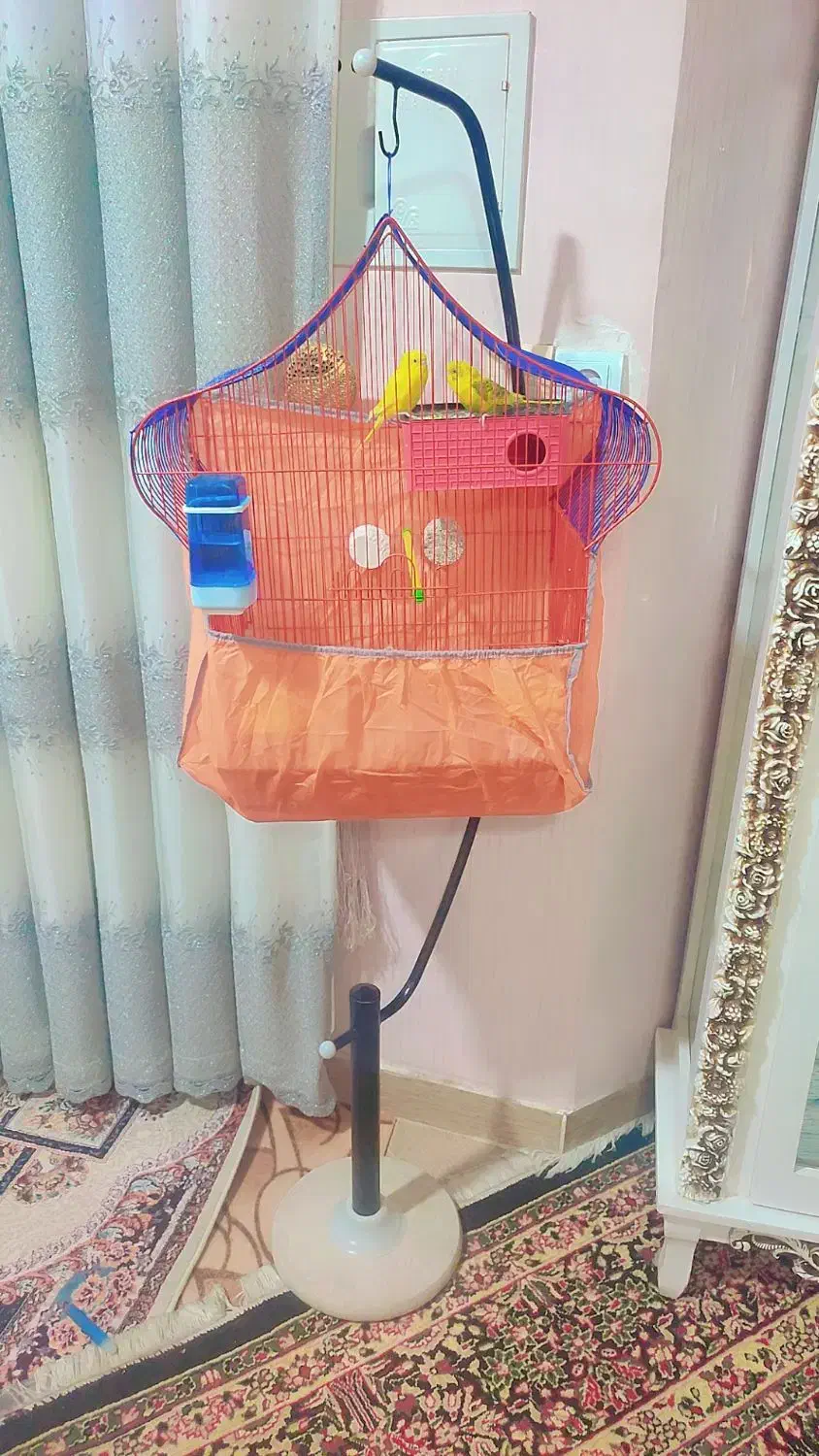 مرغ عشق|پرنده|جیرفت, |دیوار