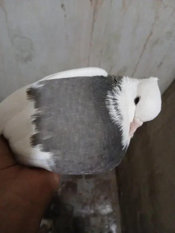 طوطی عروسک|پرنده|کرمان, |دیوار