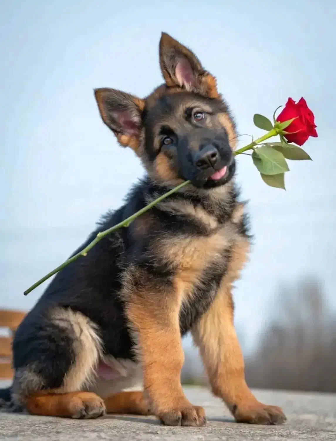 واگذاری توله ژرمن سه ماهه نر و ماده به خانواده|سگ|تبریز, |دیوار