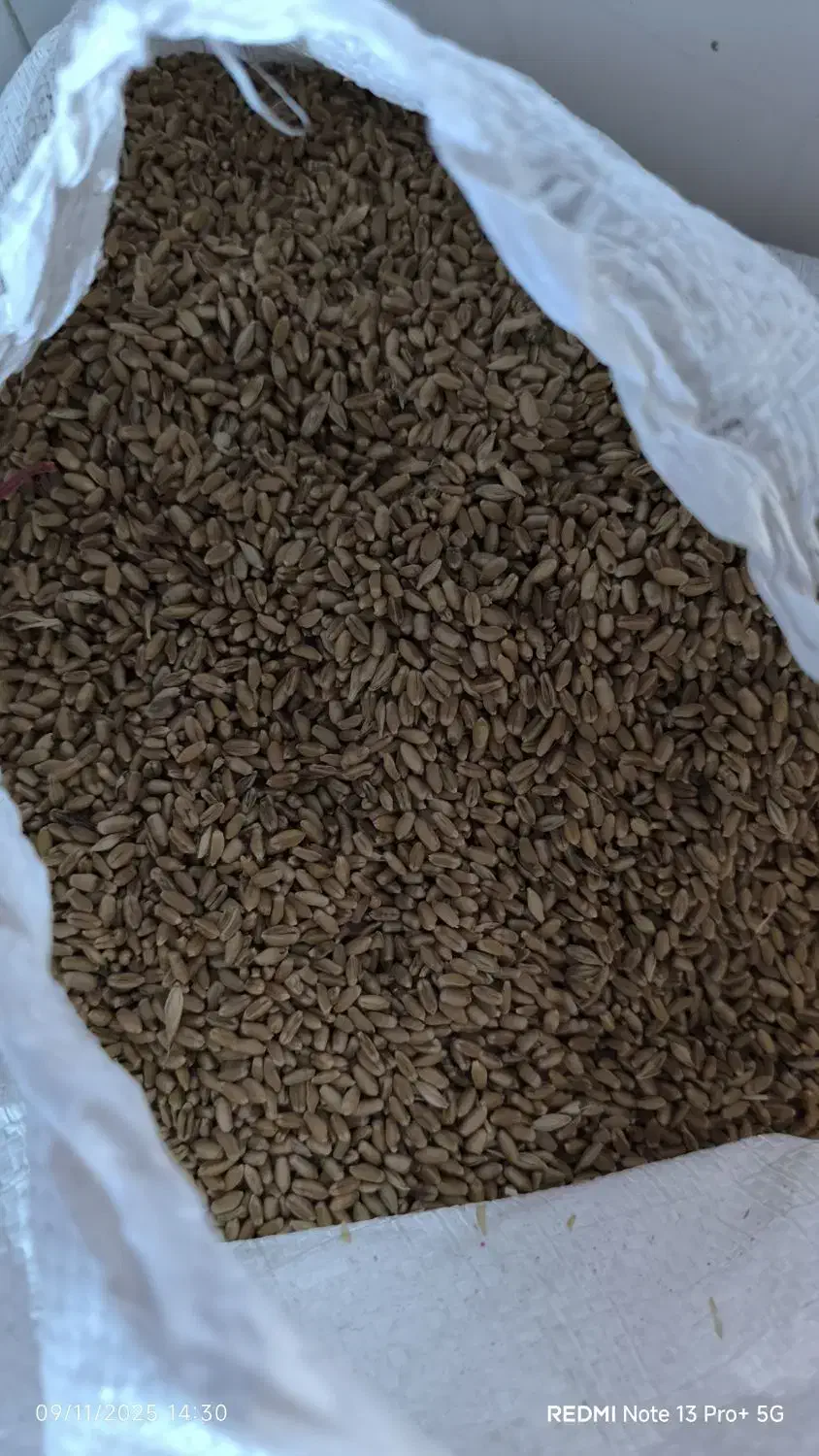 بذر گندم خلیل|عمده‌فروشی|شوش, |دیوار