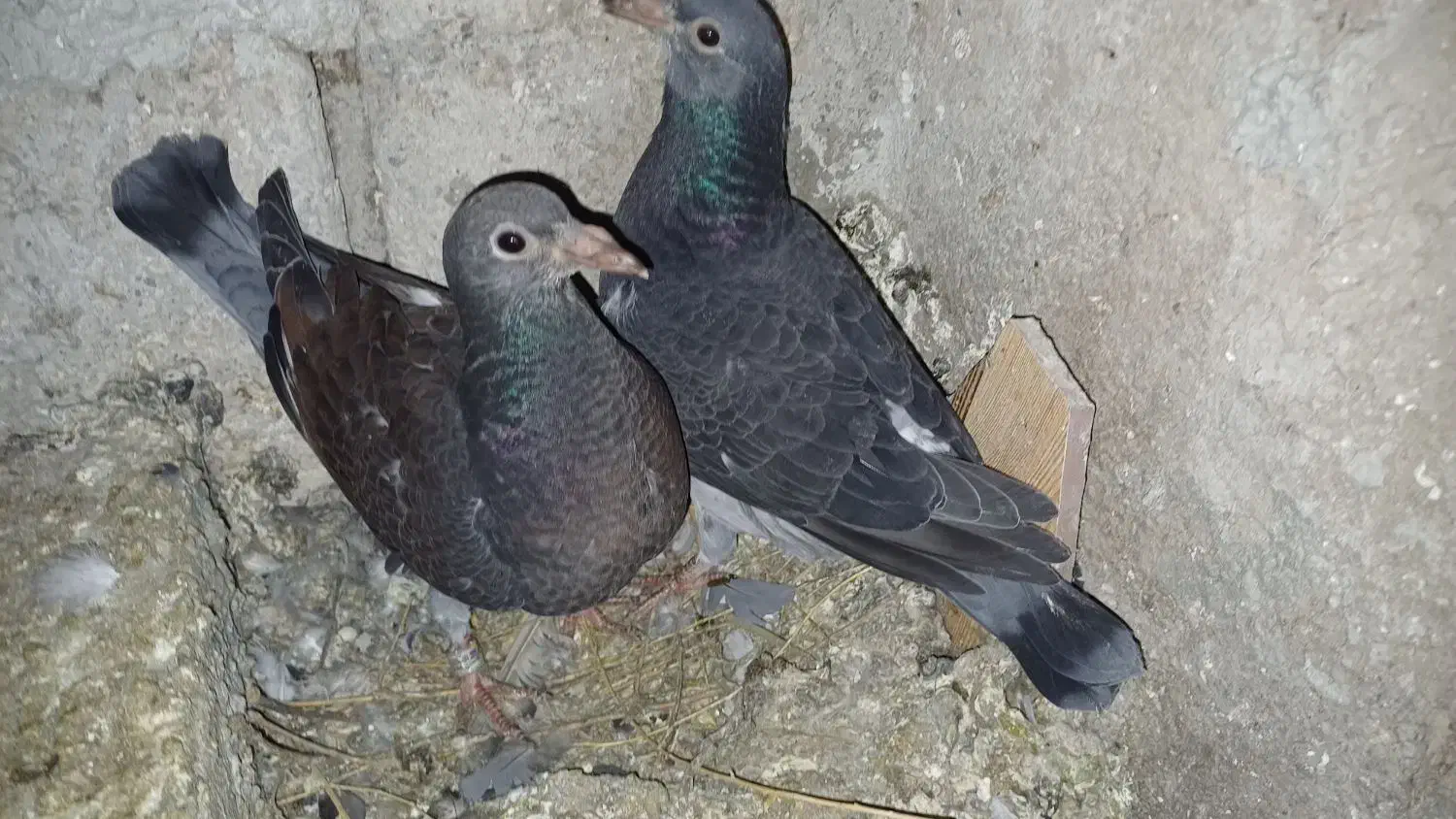 کبوتر دوبر وطوقی کمری|پرنده|اردبیل, |دیوار