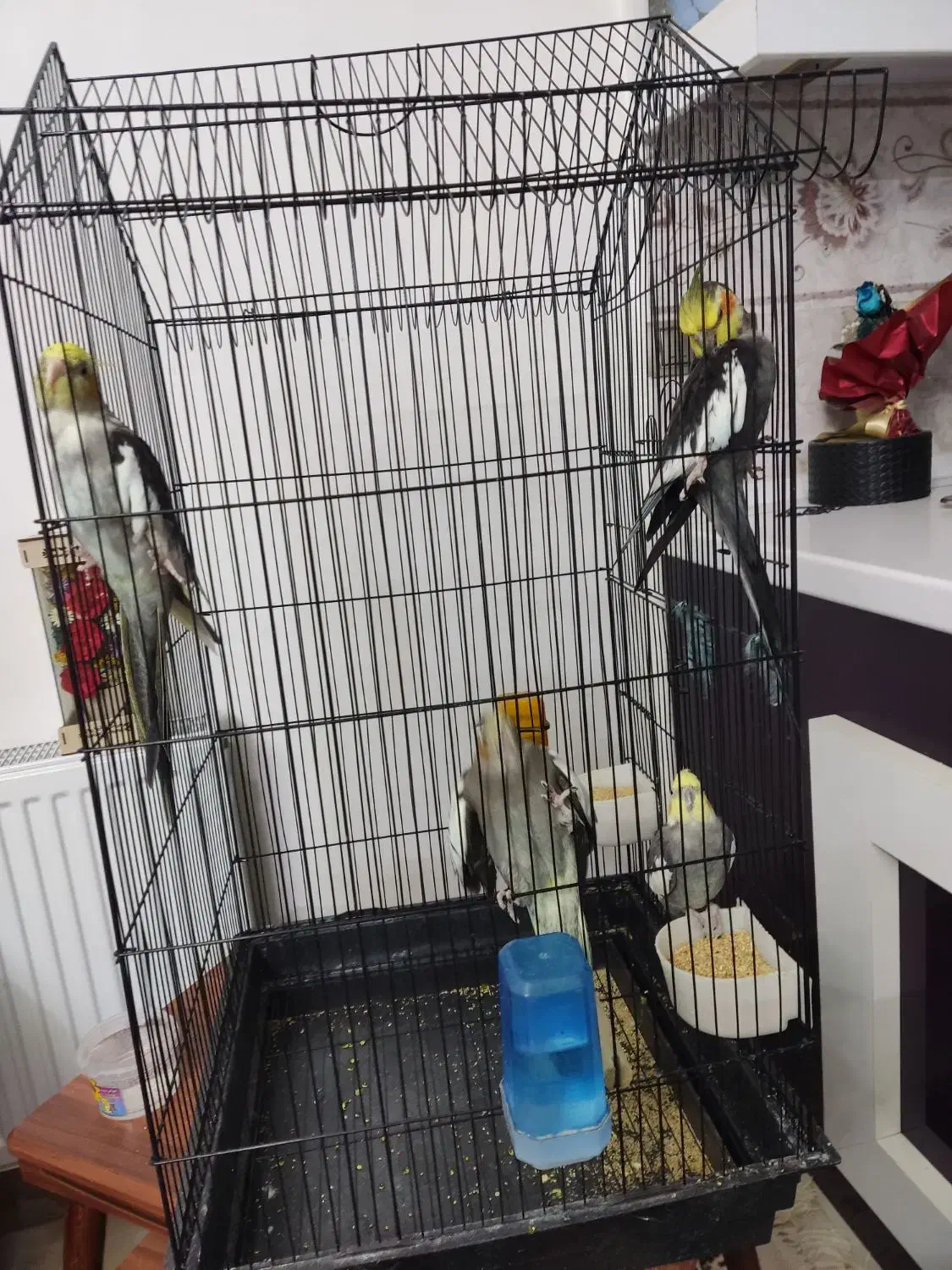 عروس هلندی|پرنده|بروجن, |دیوار