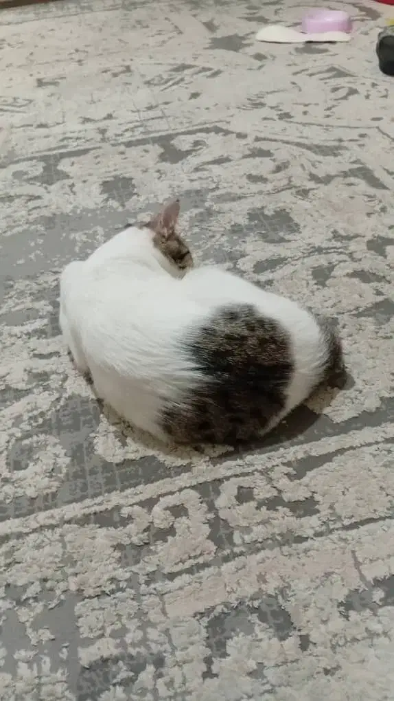 گربه گمشده|حیوانات|شاهین‌شهر, مسکن مهر|دیوار