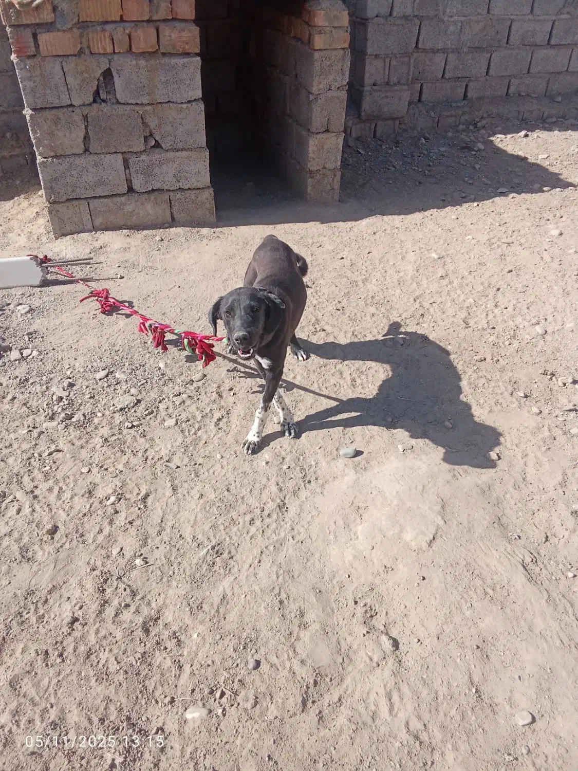 سگ نگهبان گیرندع ماده سیاه|سگ|ایرانشهر, |دیوار