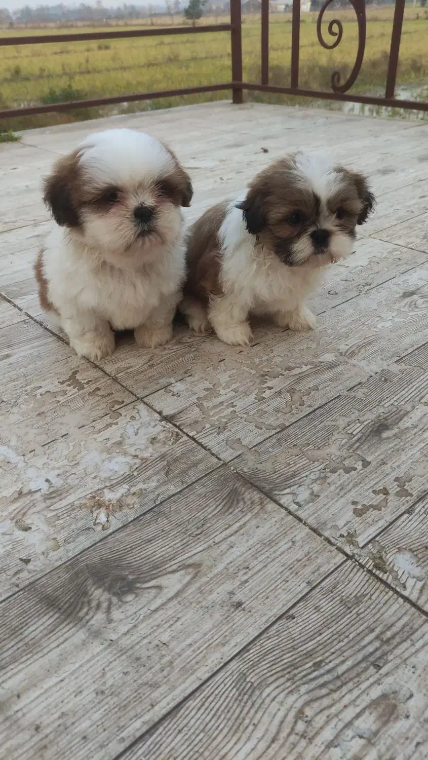 واگذاری شیدزو|سگ|لاهیجان, آهندان|دیوار