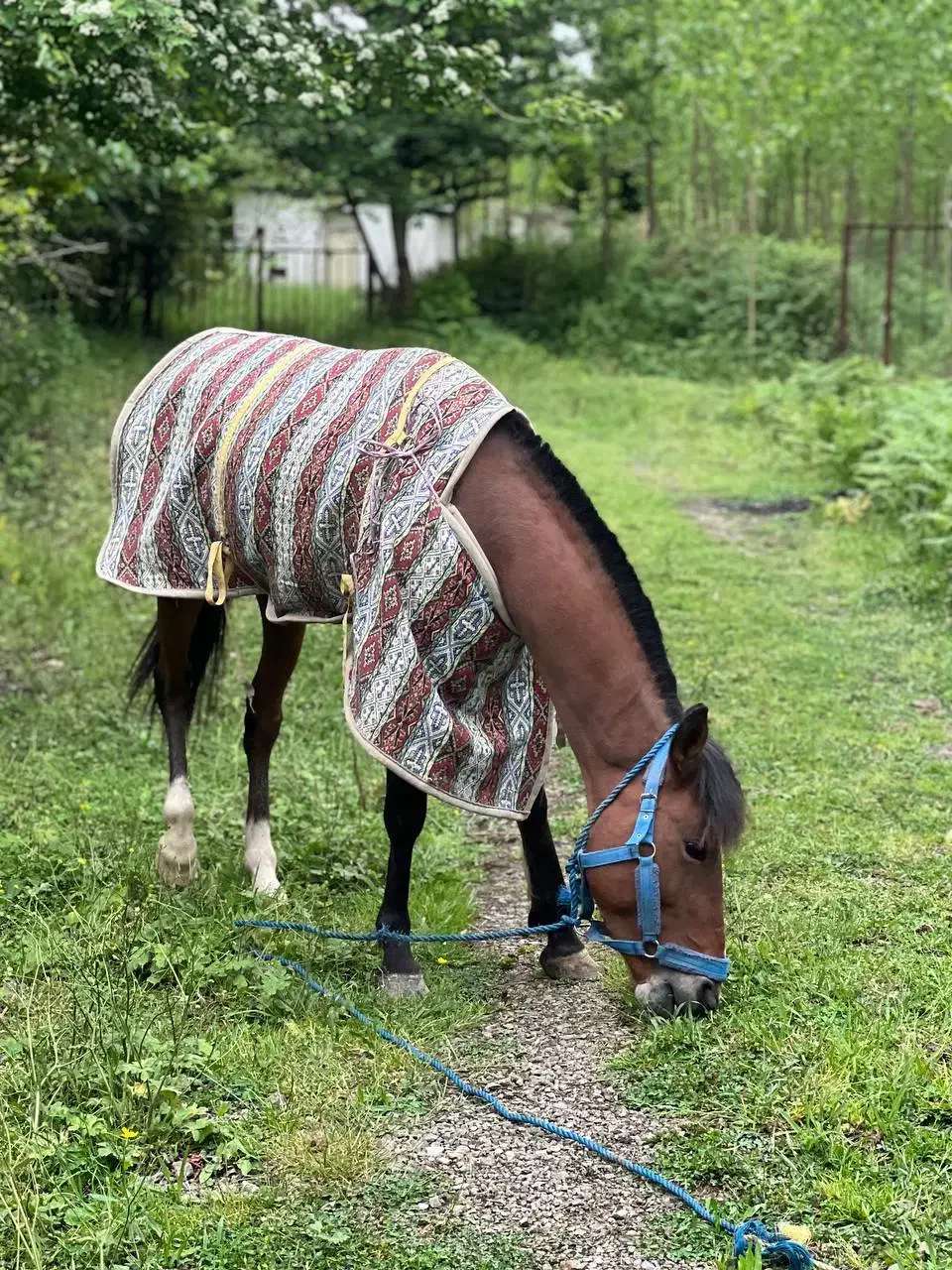 اسب نریان 4سال|اسب و تجهیزات اسب‌سواری|ماسال, |دیوار