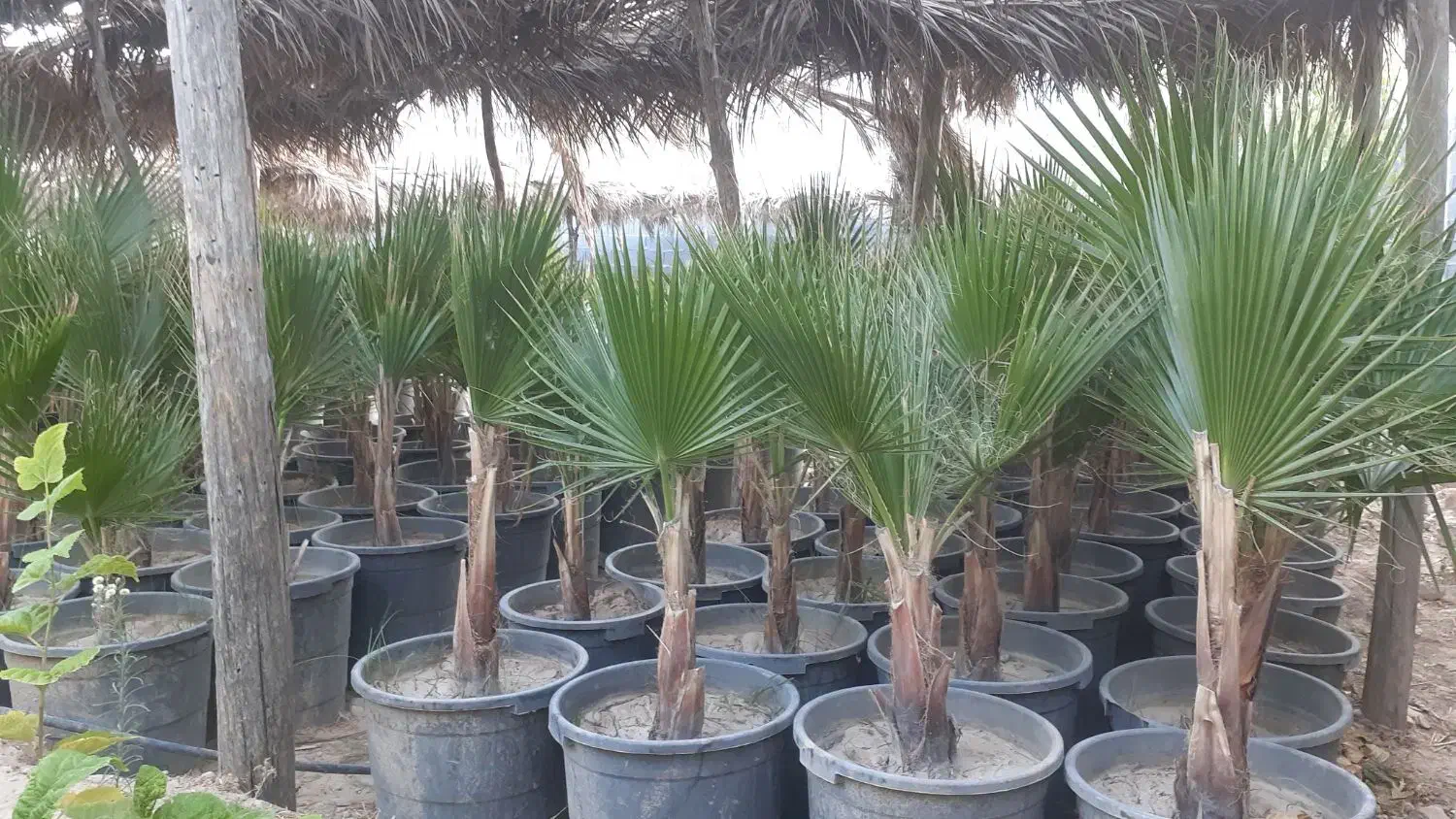 انواع نهال|خدمات باغبانی و درختکاری|شیراز, عادل آباد|دیوار