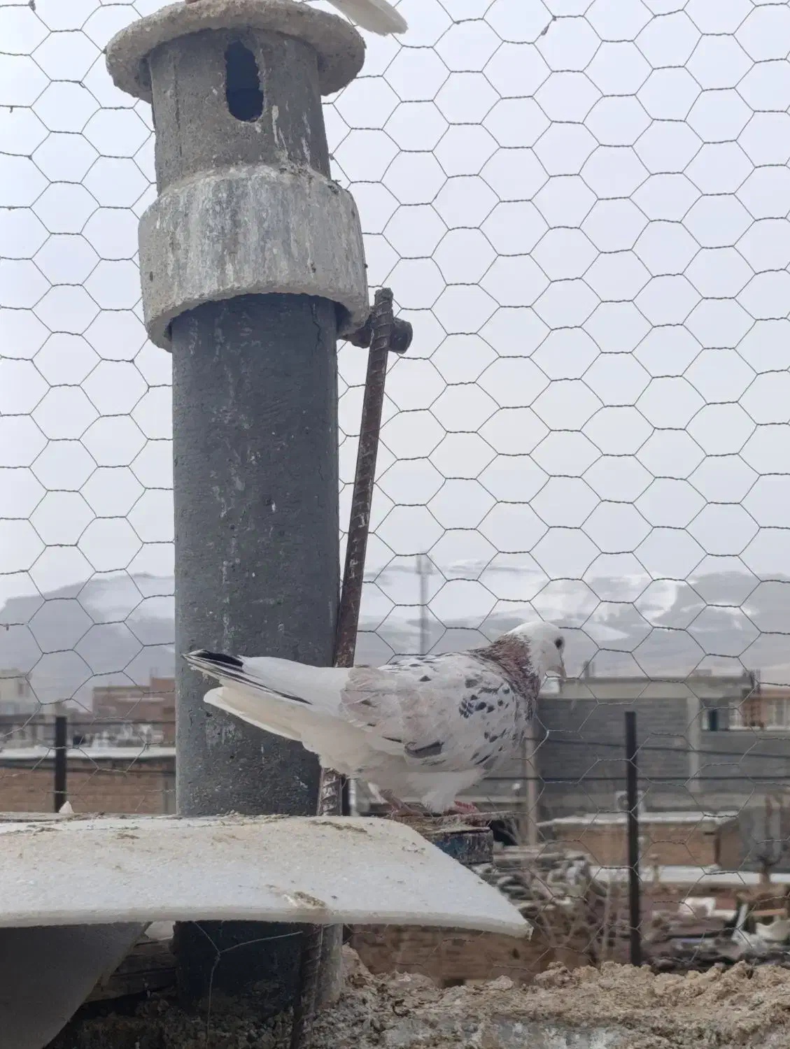 یک عدد کبوتر سرور|پرنده|شاهین دژ, |دیوار