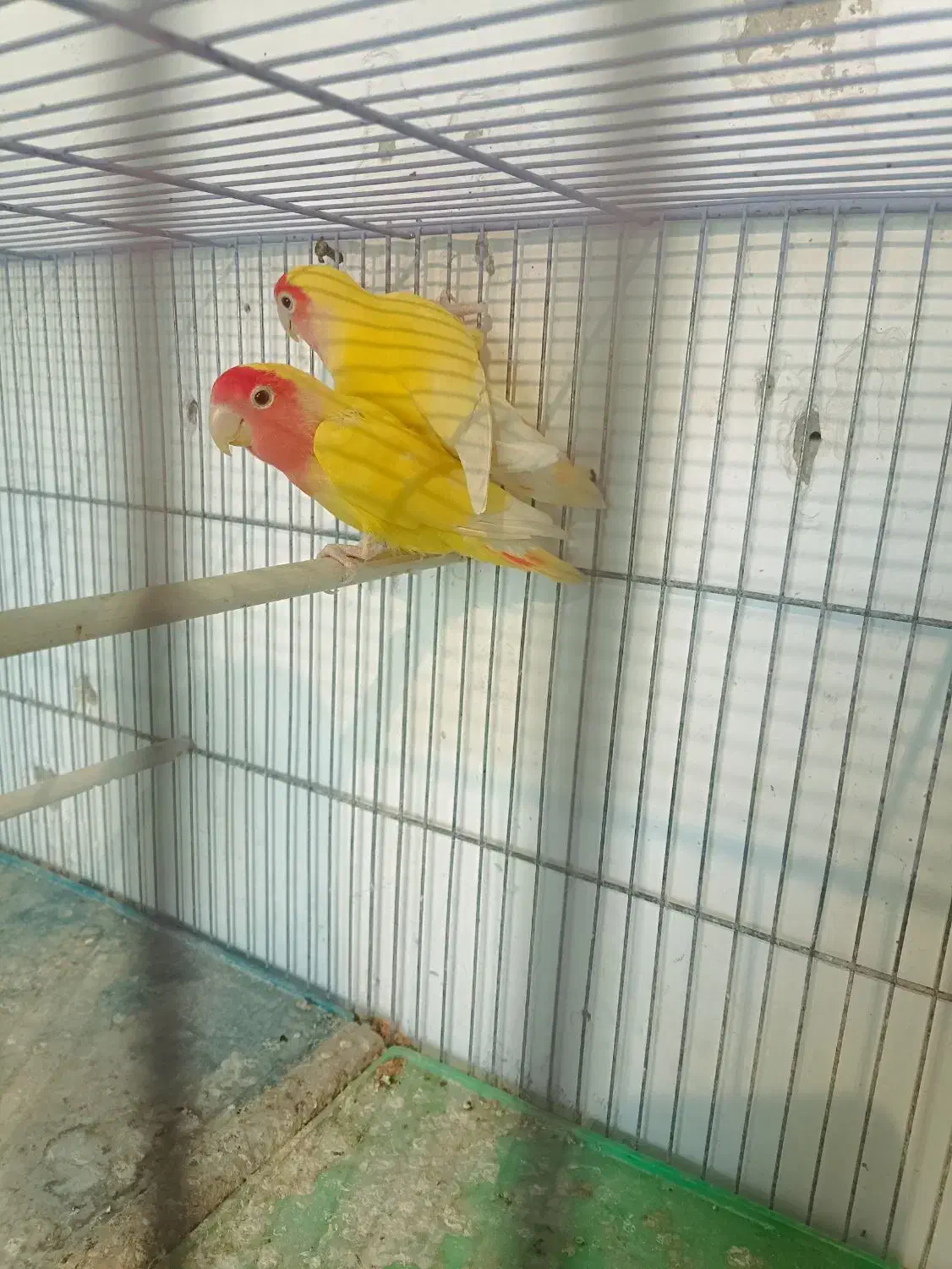 یک‌جفت‌کوتوله‌ودوجفت‌مرغ‌عشق‌مولد|پرنده|آذرشهر, |دیوار