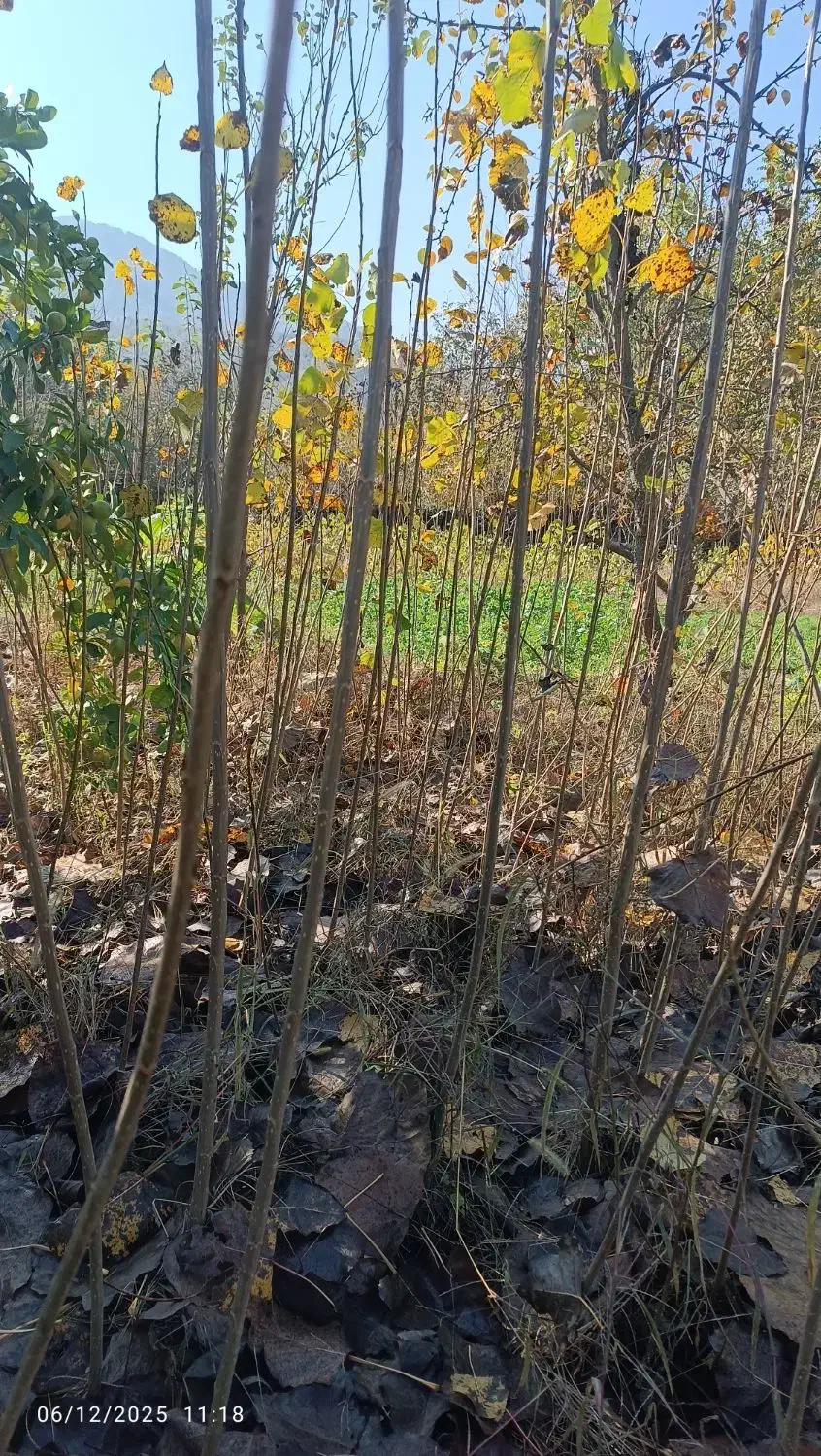 نهال صنوبر|خدمات باغبانی و درختکاری|کردکوی, |دیوار