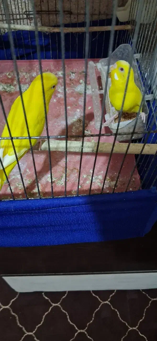 مرغ عشق|پرنده|ساوه, |دیوار