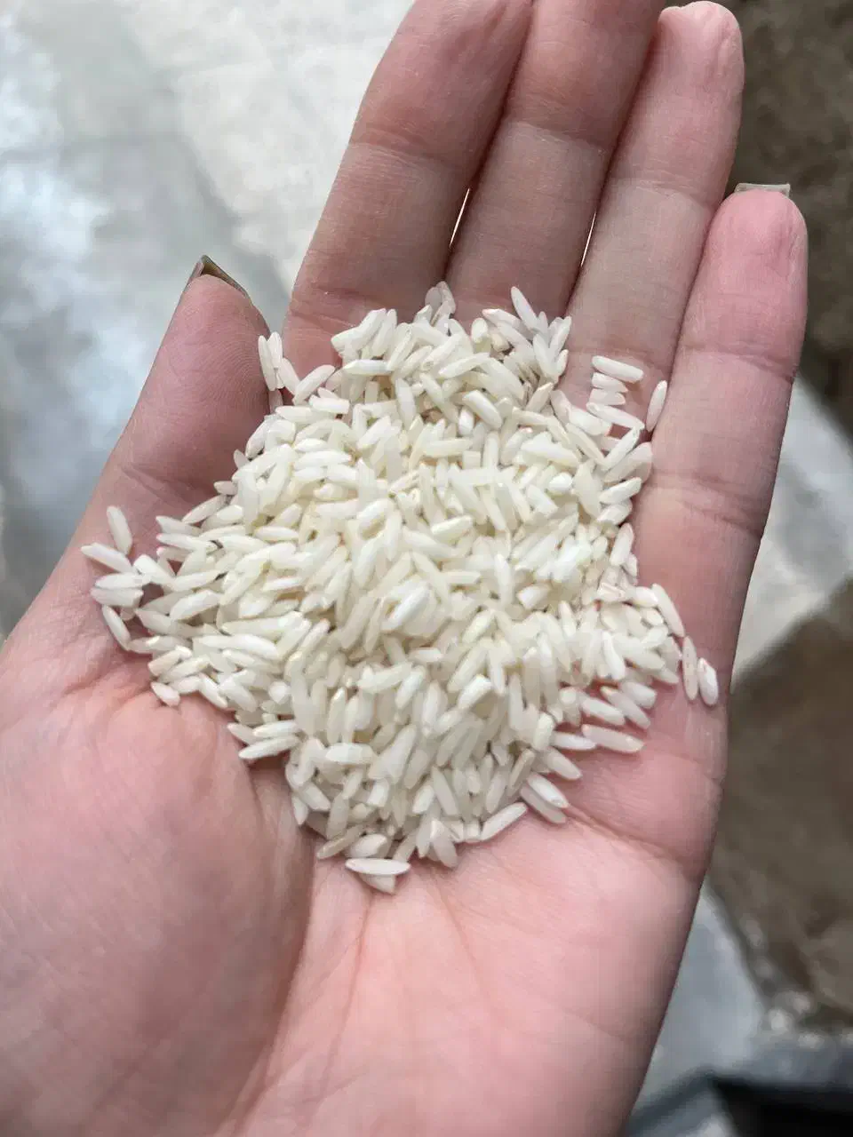 برنج هاشمی ارگانیک|خوردنی و آشامیدنی|رشت, منظریه|دیوار