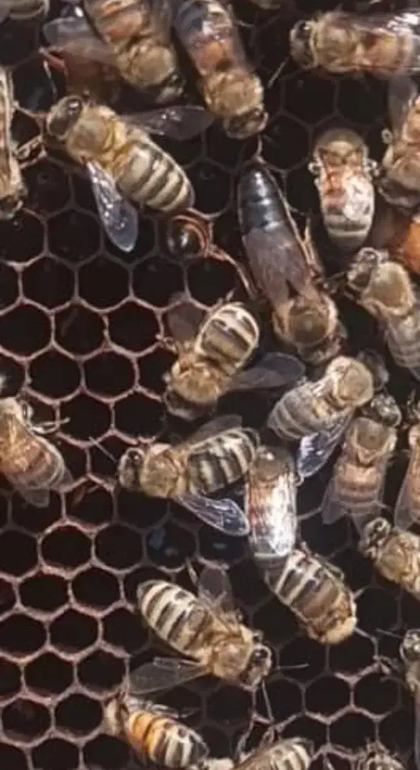 زنبور عسل|حیوانات مزرعه|پاکدشت, پاکدشت (مامازند)|دیوار