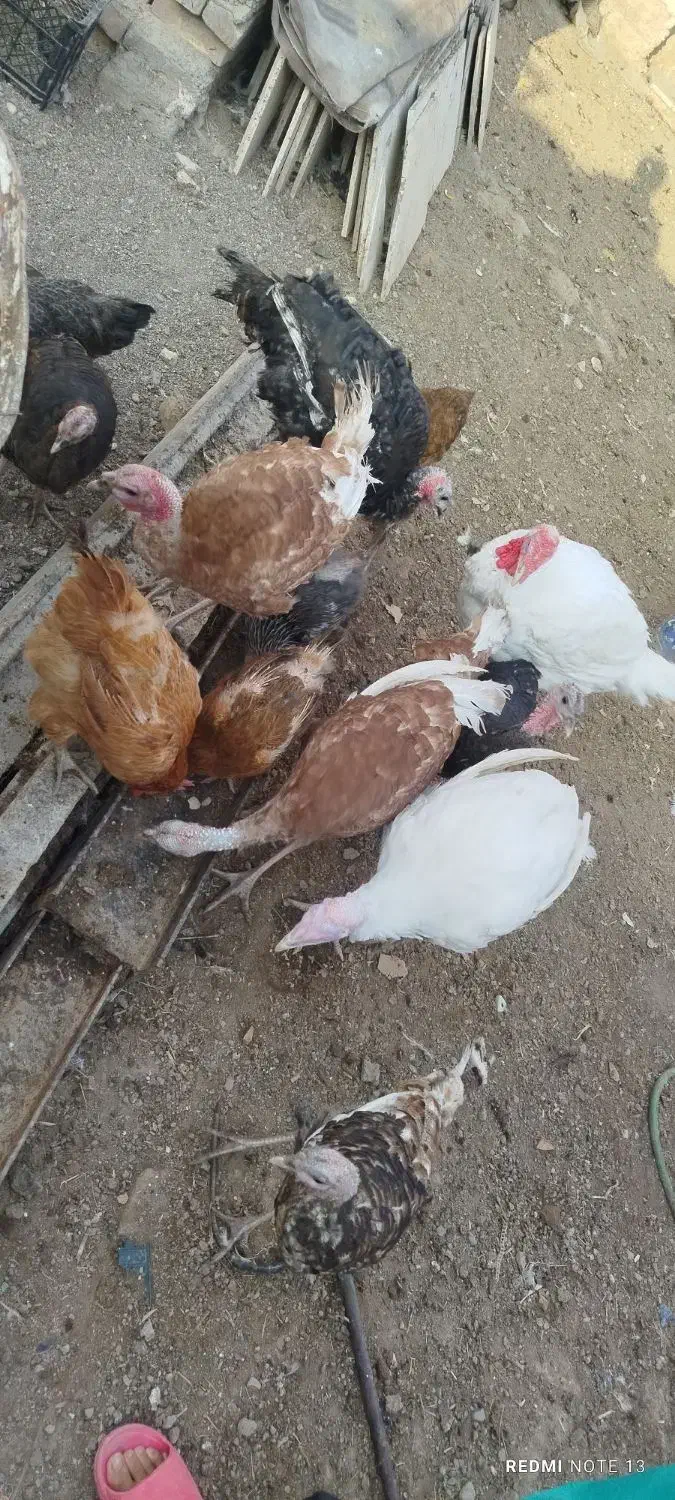 بوقلمون، مرغ، خرگوش لوپ اصل|حیوانات مزرعه|خواف, |دیوار