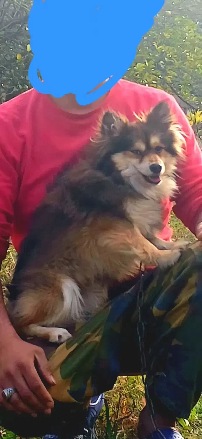 گمشده|حیوانات|تالش, هشتپر|دیوار