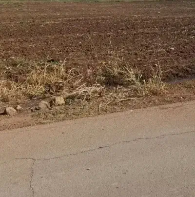 کشت زعفران|اجارهٔ دفتر صنعتی، کشاورزی، تجاری|نیشابور, فردوسی جنوبی|دیوار