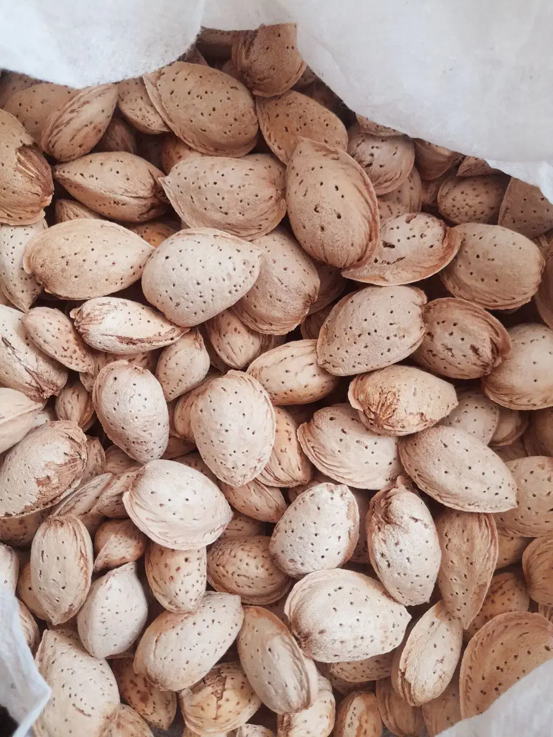 خرید انواع ارقام بادام درختی|خدمات باغبانی و درختکاری|سده (فارس), |دیوار