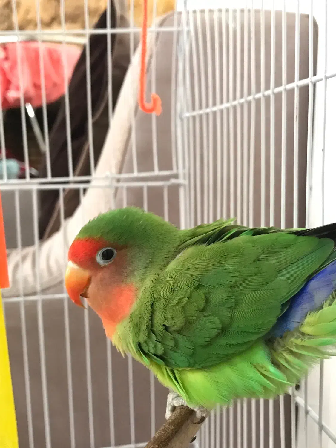 طوطی برزیلی نر|پرنده|لاهیجان, گلستان|دیوار