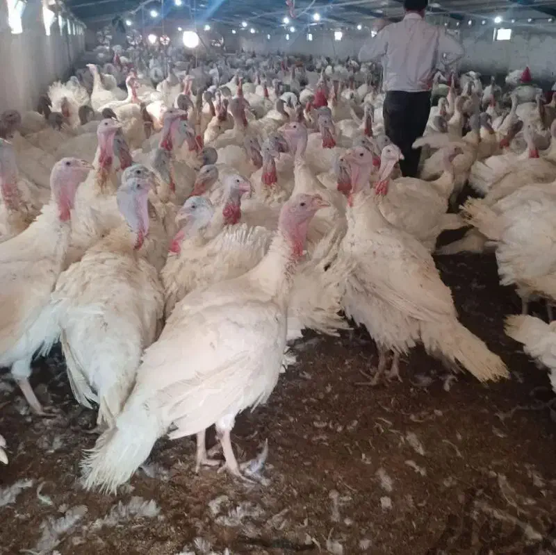 بوقلمون نیمچه فوق سنگین|حیوانات مزرعه|هشتگرد, شهرک اداری|دیوار